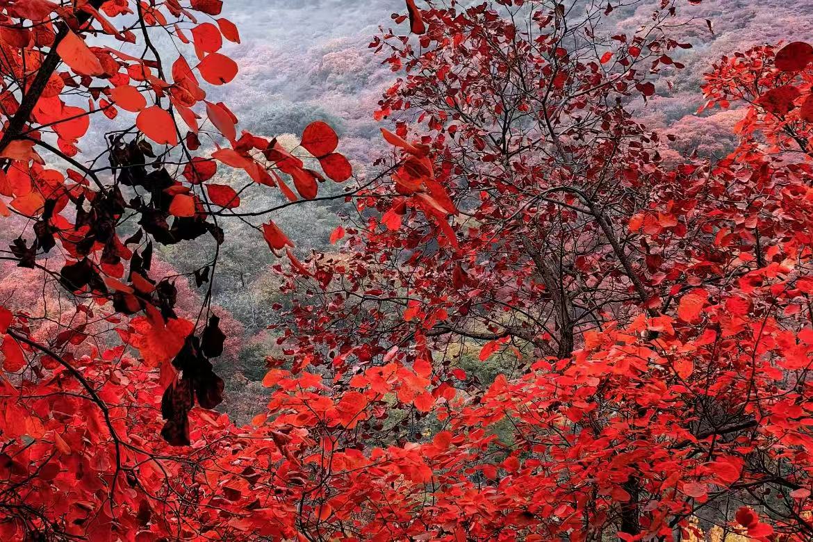 Red Leaf Valley